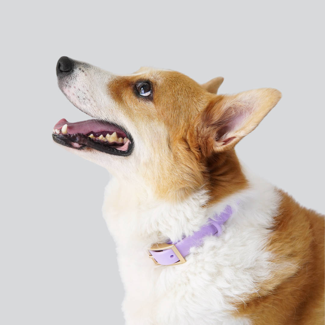 Lumo Waterproof Collar – Quick-drying | All-Weather | Durable | Strong