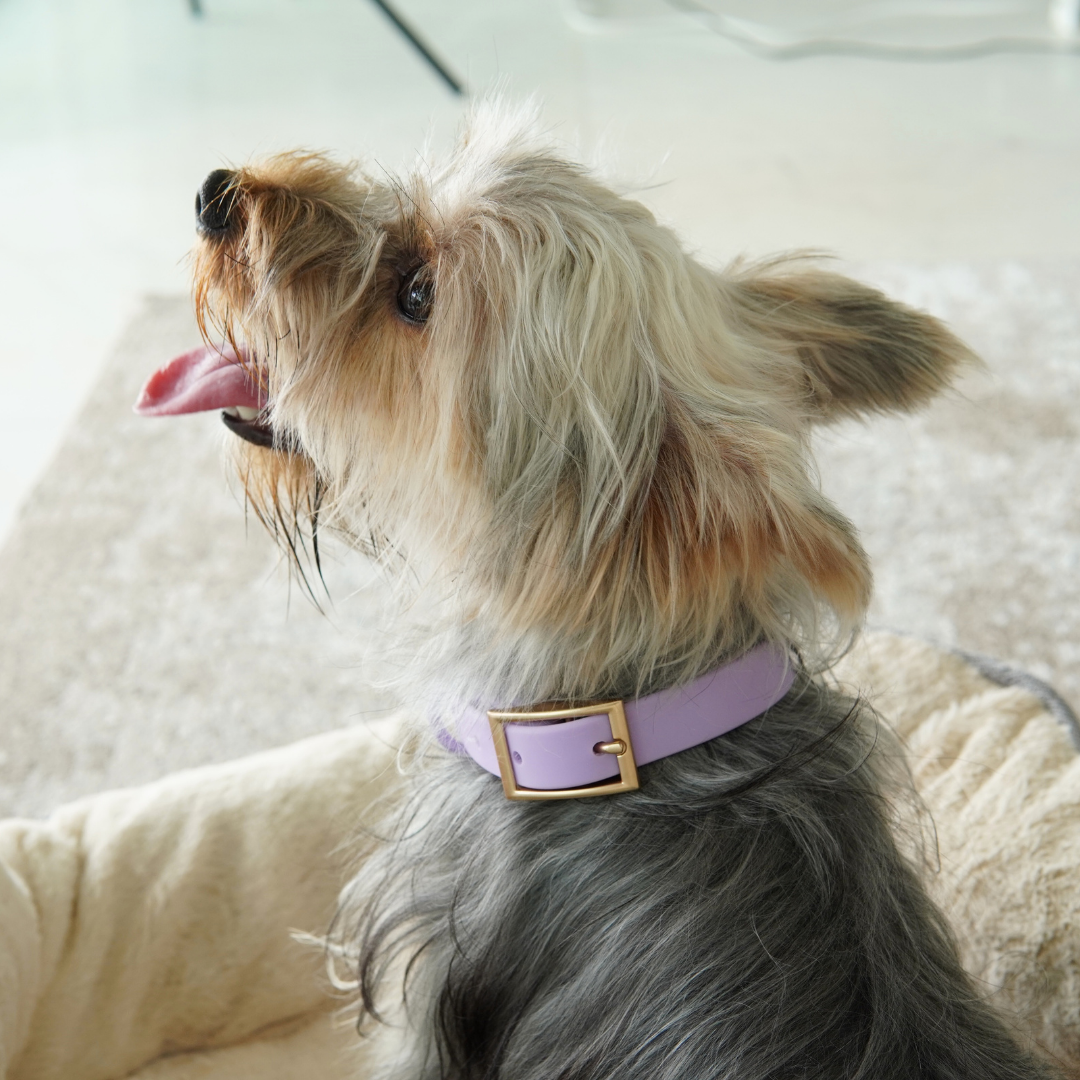 Lumo Waterproof Collar – Quick-drying | All-Weather | Durable | Strong