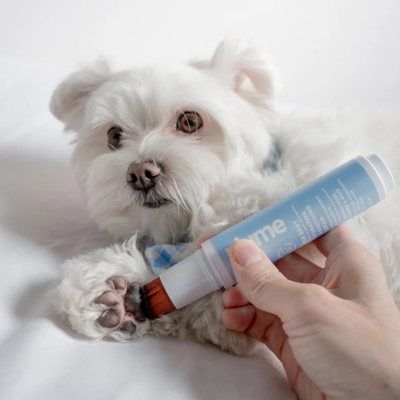 Plume Care Dog & Cat Hydrating Cream – Gentle Relief for Dry, Cracked, Itchy Paws, Elbows & Nose