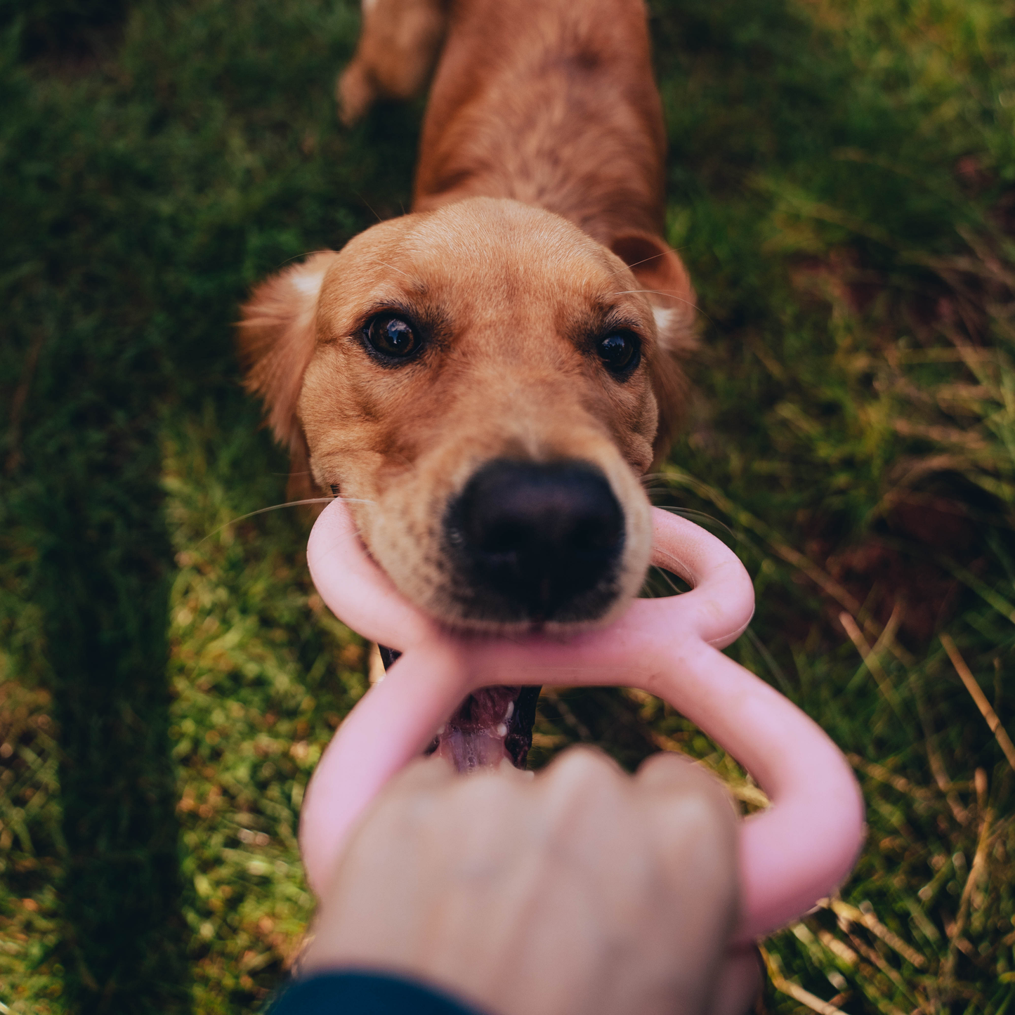 Beco Tough Tugger Natural Rubber Toy