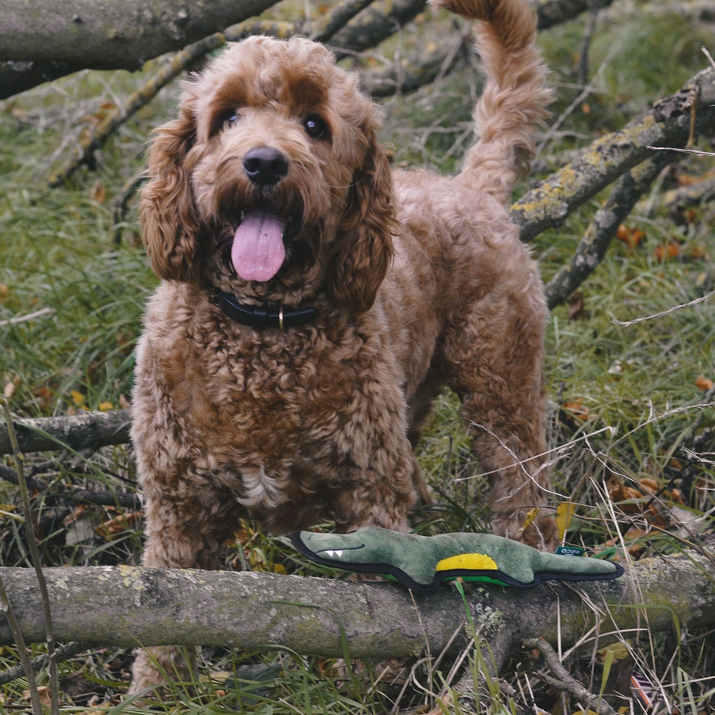 Beco Rough & Tough Recycled Dog Toy, Crocodile