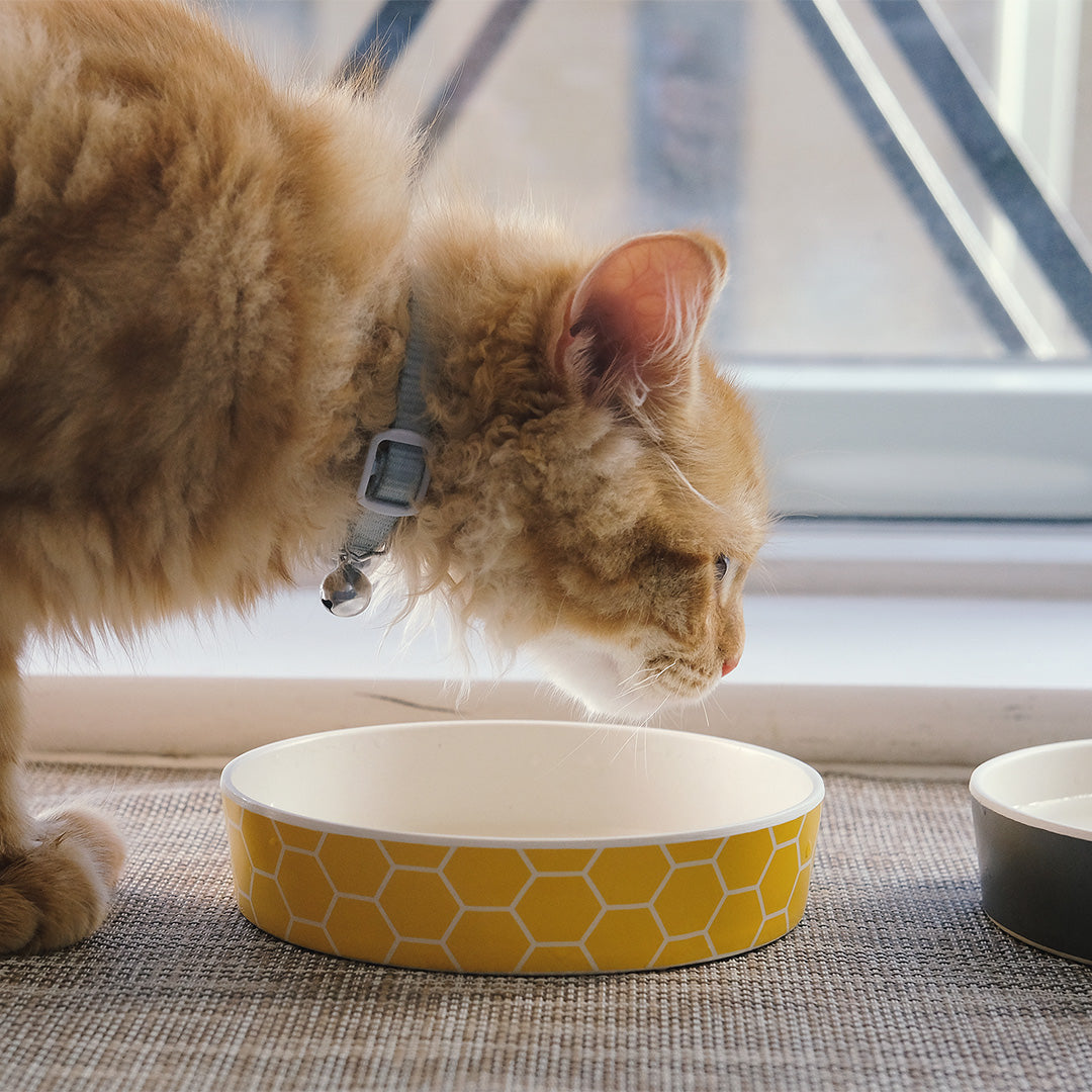 Beco Low-Rim Printed Bamboo Cat Bowl, Honeycomb