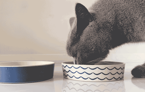 Beco Low-Rim Printed Bamboo Cat Bowl, Ocean Waves