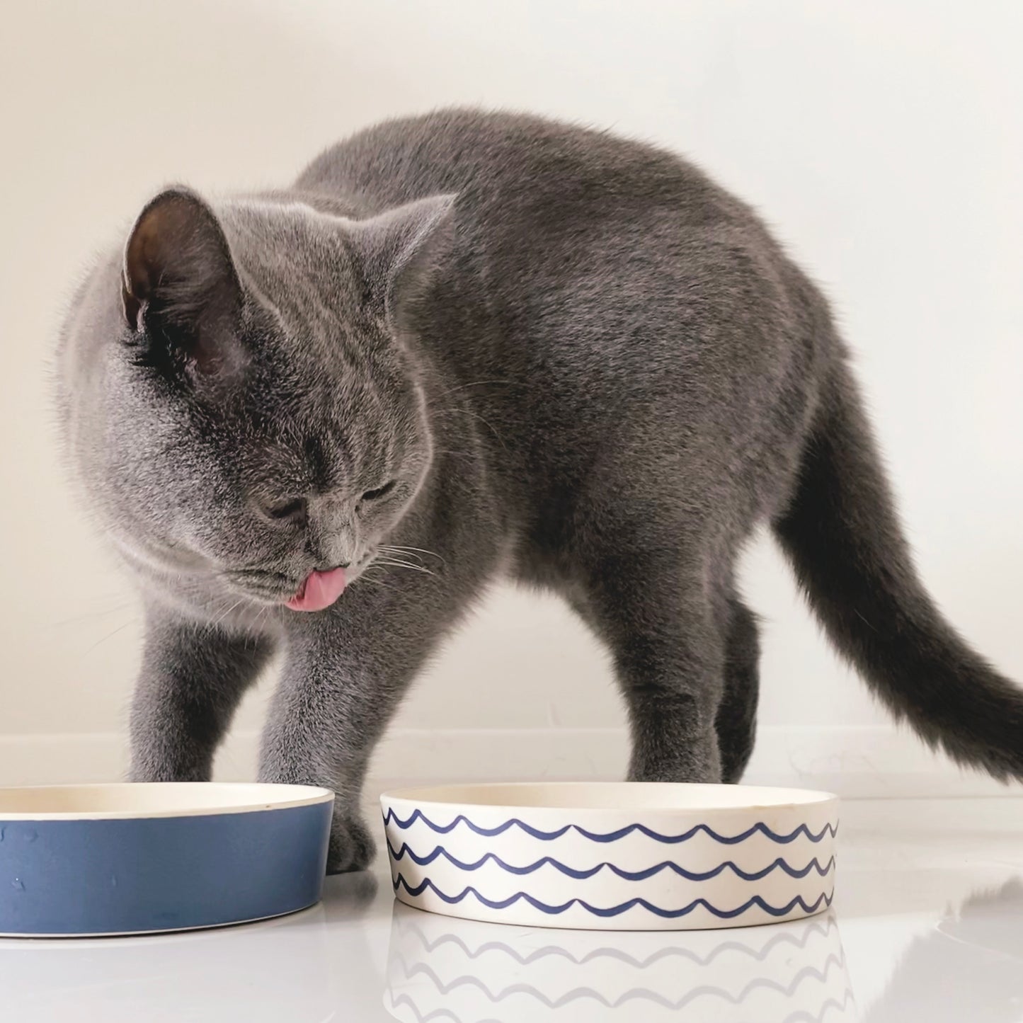 Beco Low-Rim Printed Bamboo Cat Bowl, Midnight Blue