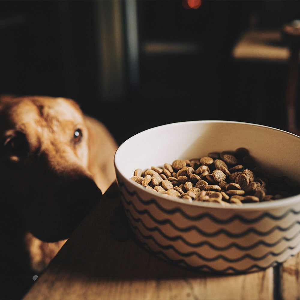 Beco Bamboo Pet Bowl, Ocean Waves