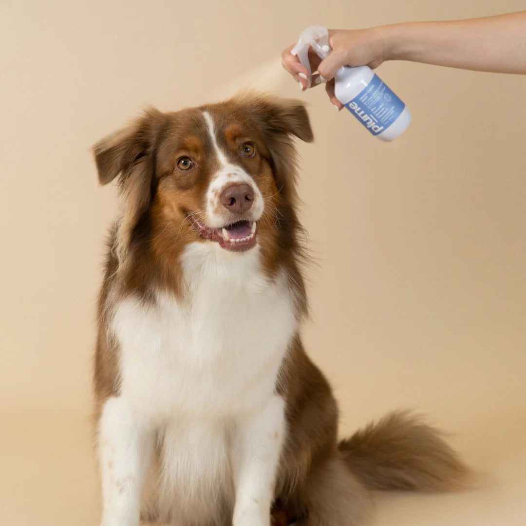 Plume Care No-Rinse Waterless Dry Shampoo for Dogs, Cats & Pets – Natural, Gentle, Sensitive Skin, Lavender & Sage