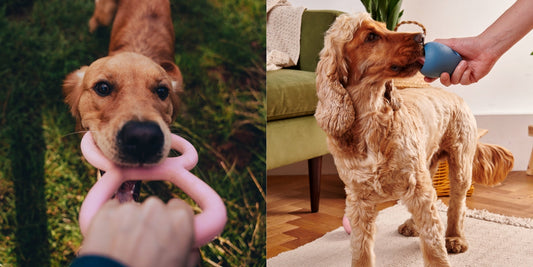 How to Cure Indoor Dog Boredom (Hint: It’s Not Just Buying More Toys)