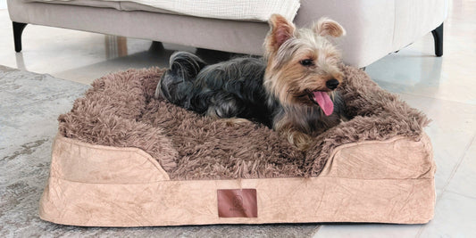 Is Your Dog Getting Quality Rest? Why Singaporean Pet Parents are Switching to Orthopaedic Beds