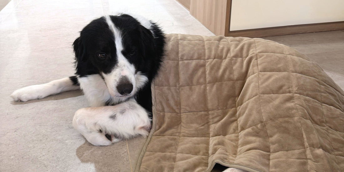 Do Weighted Blankets Work for Dogs and Cats? What You Need to Know