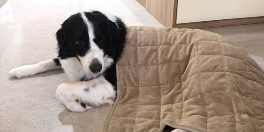 Do Weighted Blankets Work for Dogs and Cats? What You Need to Know