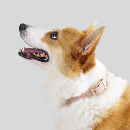 Lumo Waterproof Collar – Quick-drying | All-Weather | Durable | Strong