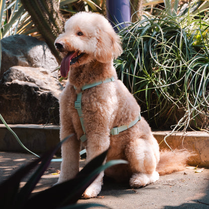 Komu Water-Resistant Harness – Quick-Drying | All-Weather | Durable | Strong