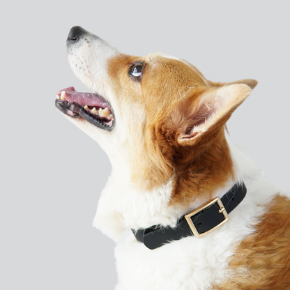 Lumo Waterproof Collar – Quick-drying | All-Weather | Durable | Strong