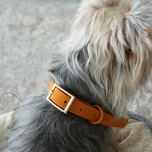 Lumo Waterproof Collar (5 colours available)