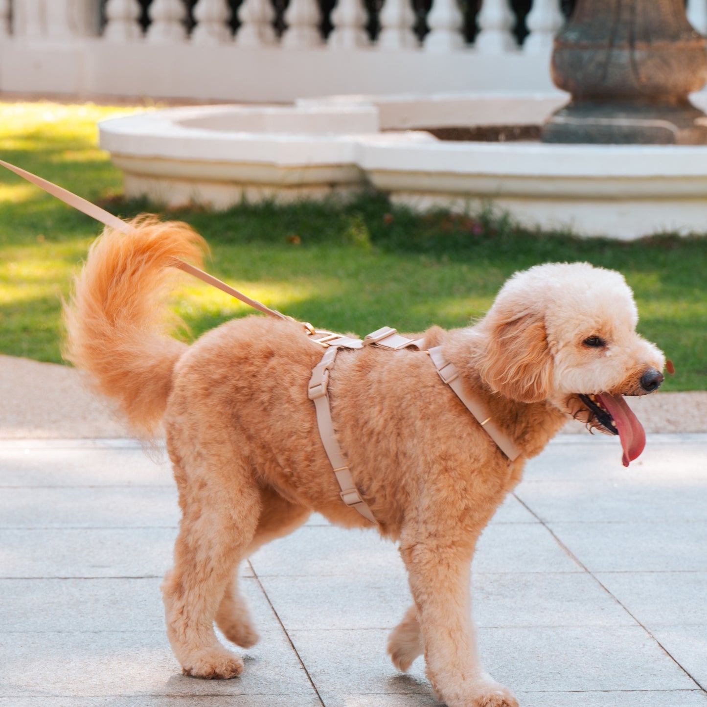 Komu Water-Resistant Harness – Quick-Drying | All-Weather | Durable | Strong