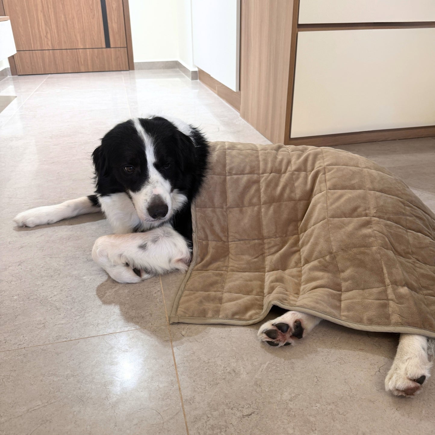 Aurea Weighted Anti-Anxiety Dog Blanket by Komu - Calming Relief | Reduces Stress | Thunder & Noises | Cooling Bamboo