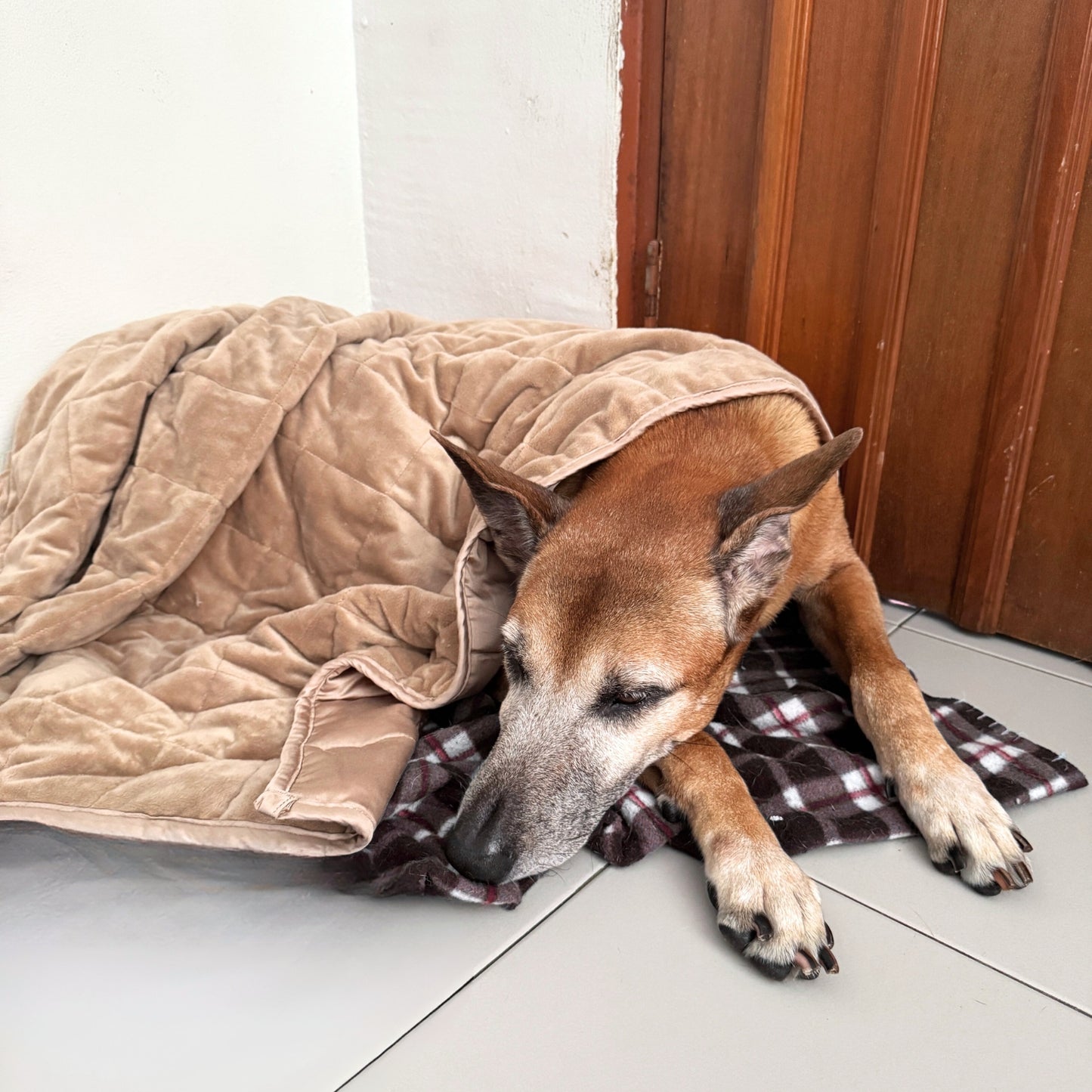 Aurea Weighted Anti-Anxiety Dog Blanket by Komu - Calming Relief | Reduces Stress | Thunder & Noises | Cooling Bamboo