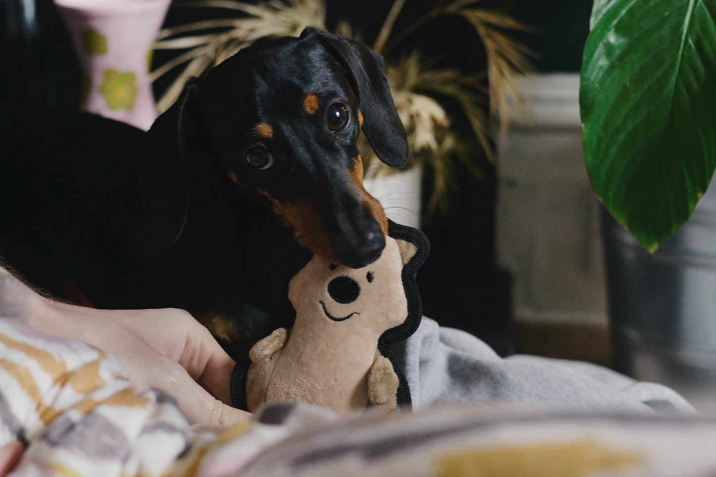 Beco Rough & Tough Recycled Dog Toy, Quokka